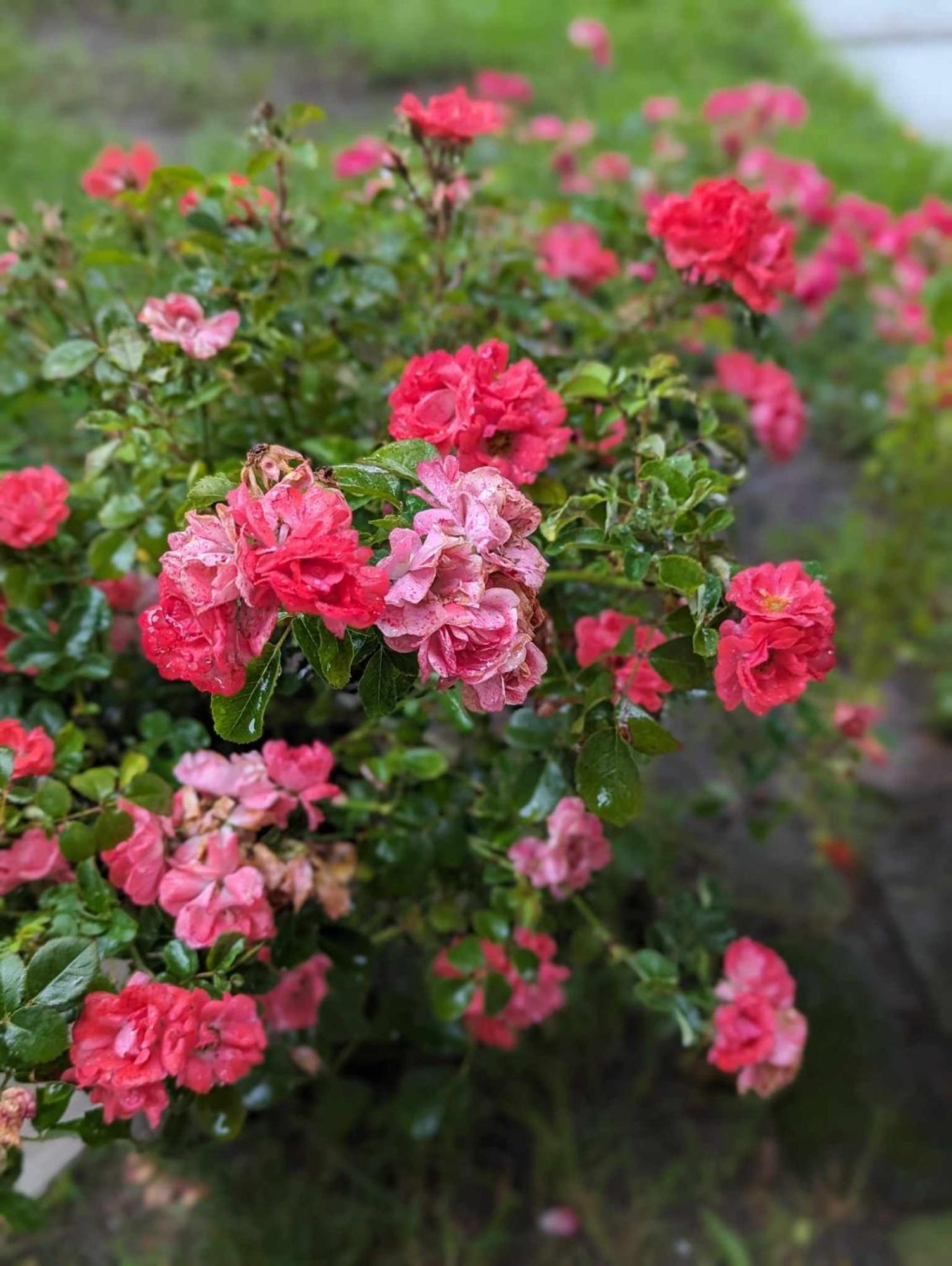 The Vistula Rose B & B Toledo Exterior photo